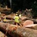 Crisis at Cameroon Timber: Storm is Over