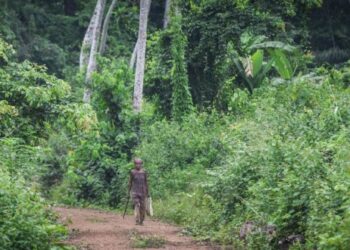 Cameroon: Cancel Degazetion of 60.000 Ha of Forest Plot, GDA Tells Gov’t