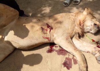 Lion Killed for attacking and injuring residents of the Woulki Village in Malaria Sub Division