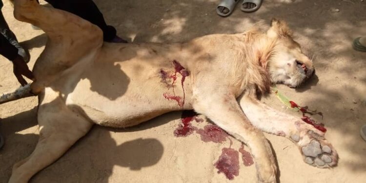 Lion Killed for attacking and injuring residents of the Woulki Village in Malaria Sub Division
