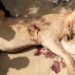 Lion Killed for attacking and injuring residents of the Woulki Village in Malaria Sub Division