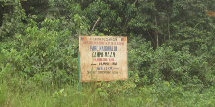 Projet Camvert dans le bassin du Congo