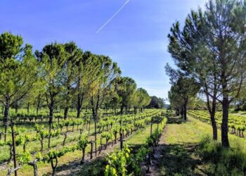 (Photo Credit: Propagate.org)