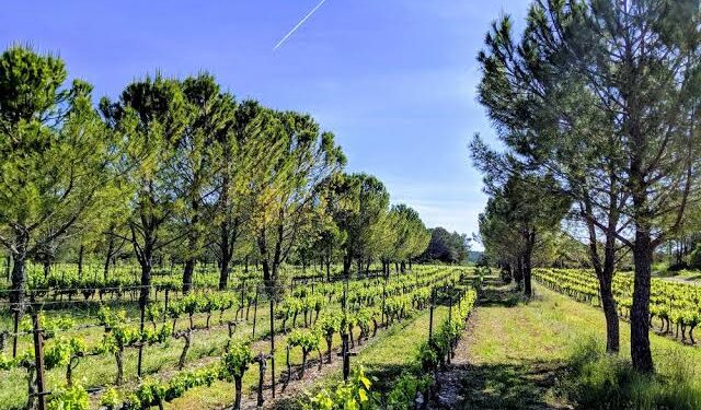 (Photo Credit: Propagate.org)