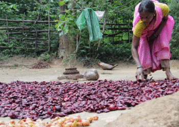 Cameroon: Indigenous Population and Difficult Quest for Non-Timber Forest Products