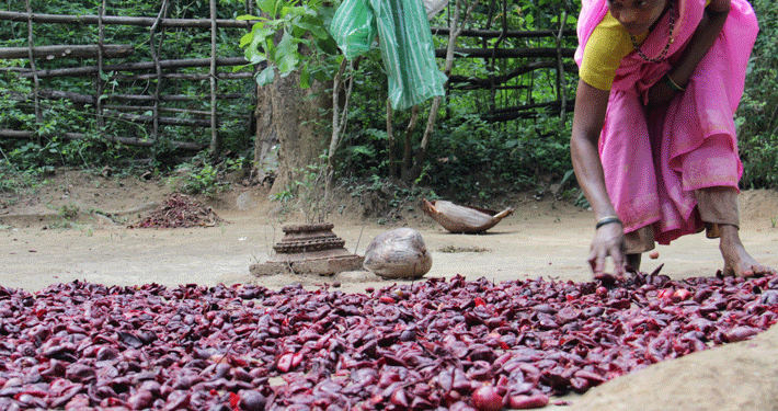 Cameroon: Indigenous Population and Difficult Quest for Non-Timber Forest Products