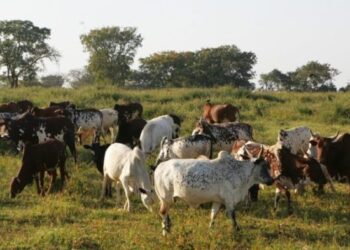Des boeufs dans la haute Sanaga