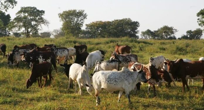 Des boeufs dans la haute Sanaga