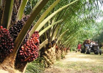 Palm oil plantation (Photo Credit: Cameroon Postline)