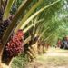 Palm oil plantation (Photo Credit: Cameroon Postline)