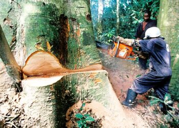 Les Forêts Camerounaises Toujours Dévastées Par Les Sociétés Asiatiques