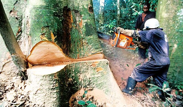 Les Forêts Camerounaises Toujours Dévastées Par Les Sociétés Asiatiques
