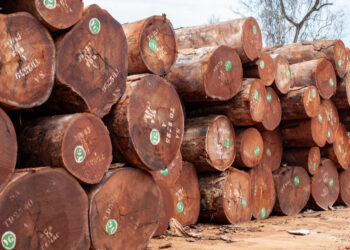 GABON: Vers la Certification Durable de la Filière Bois