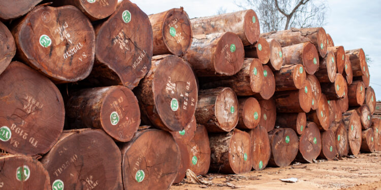 GABON: Vers la Certification Durable de la Filière Bois