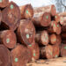 GABON: Vers la Certification Durable de la Filière Bois