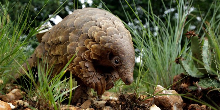 African Pangolin (Credit: Quartz)
