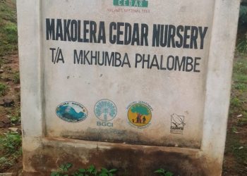 Women’s Quest to Restore Malawi’s National Tree