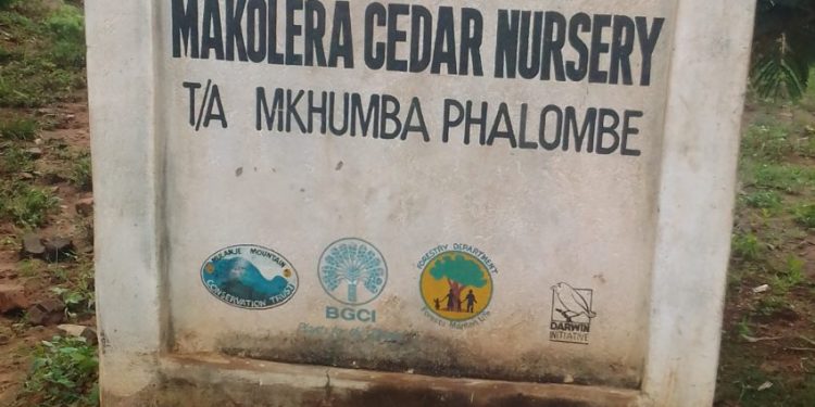 Women’s Quest to Restore Malawi’s National Tree