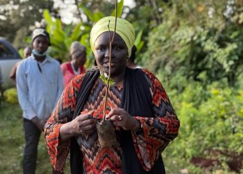The Champion Planting Bamboo Along Drying Rivers