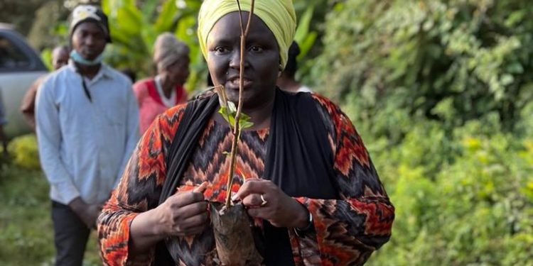The Champion Planting Bamboo Along Drying Rivers