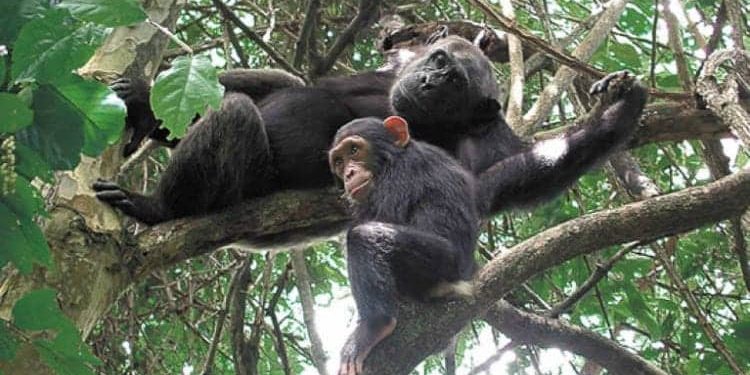 Inside Umurava, the Brave Rwandan Women Tackling Poaching