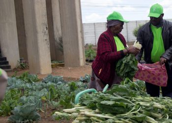 South African women take aquaponics path to boost food security