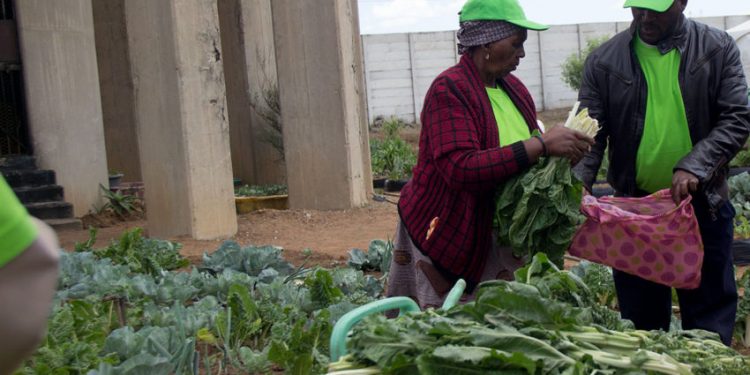 South African women take aquaponics path to boost food security