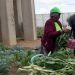 South African women take aquaponics path to boost food security