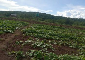 Women Protecting Kasibo Wetlands by Turning it into a Green Belt