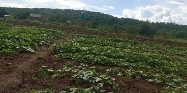 Women Protecting Kasibo Wetlands by Turning it into a Green Belt