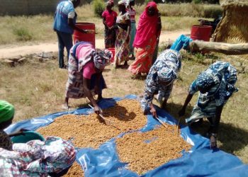 Women Embrace Above-The-Ground Farming to Beat Climate Change in Northern Cameroon
