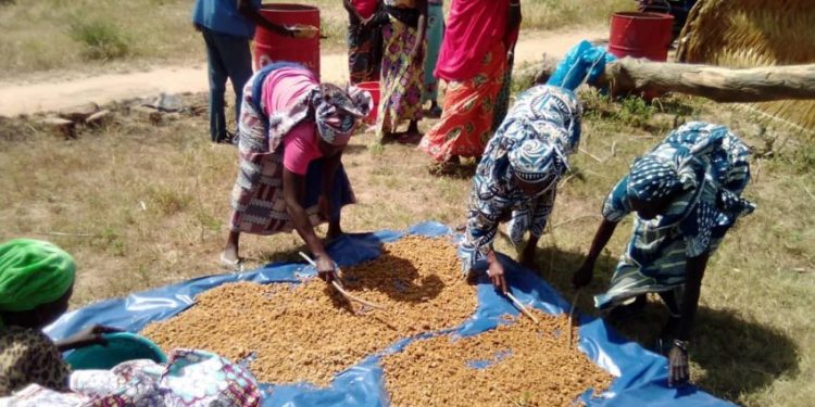 Women Embrace Above-The-Ground Farming to Beat Climate Change in Northern Cameroon
