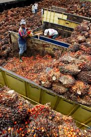 Palm Oil Production (Credit: NG)