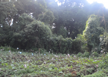 CAMEROUN/RDC : la perte des forêts sacrées préoccupe