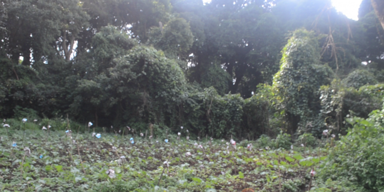 CAMEROUN/RDC : la perte des forêts sacrées préoccupe