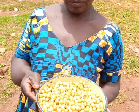 A Bantu woman in Gribe, Boumba and Ngoko Division of the East region presenting already extracted'Njangsa', ready for marketing