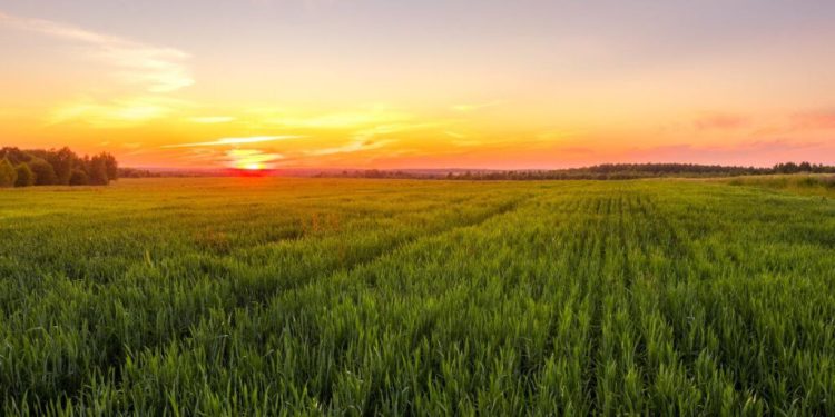 Royal Eswatini Sugar Corporation hits tech sweet spot with SAP S/4HANA Public Cloud deployment