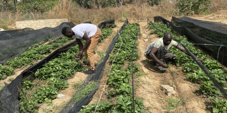 TÉMOIGNAGE – La passion de produire des aliments sains en Gambie