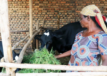Burundi: Receiving a Cow Can Transform Someone’s Life