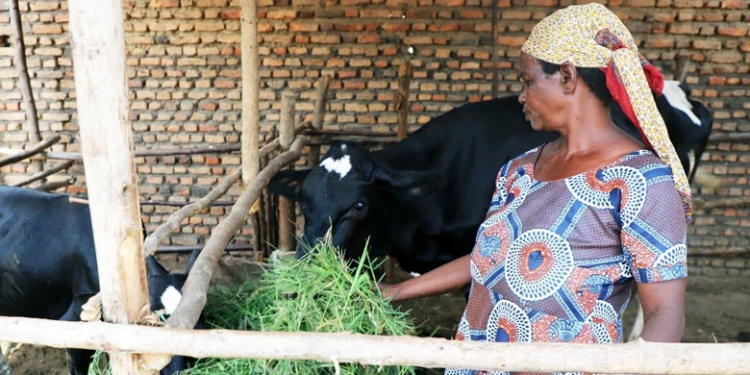 Burundi: Receiving a Cow Can Transform Someone’s Life