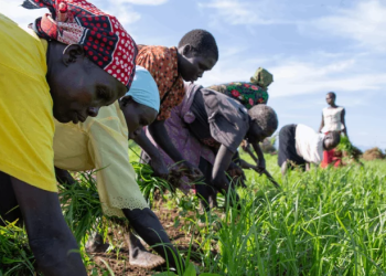 A New Strategy for Tackling Food and Nutrition Security Crises in South Sudan