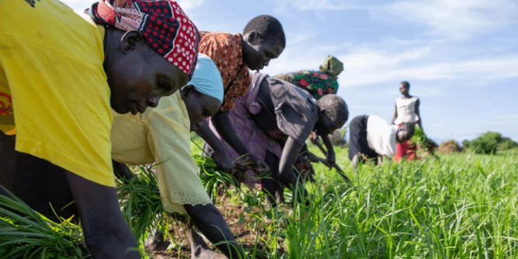 A New Strategy for Tackling Food and Nutrition Security Crises in South Sudan
