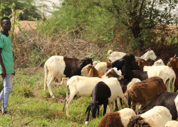 Niger : l’économie a fortement rebondi en 2022 à la faveur d’une bonne saison agricole