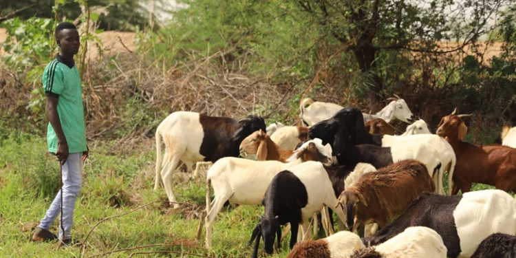 Niger : l’économie a fortement rebondi en 2022 à la faveur d’une bonne saison agricole