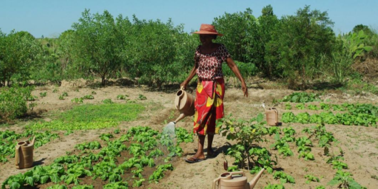 From seeds to solar power in Madagascar: A UN Resident Coordinator blog