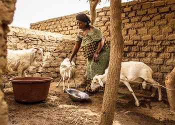 Mali: Strengthening Financial Resilience to Recurrent Droughts