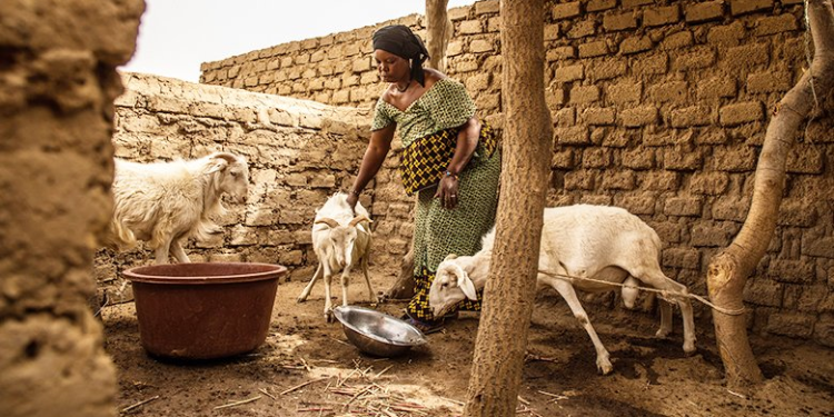 Mali: Strengthening Financial Resilience to Recurrent Droughts