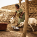 Mali: Strengthening Financial Resilience to Recurrent Droughts