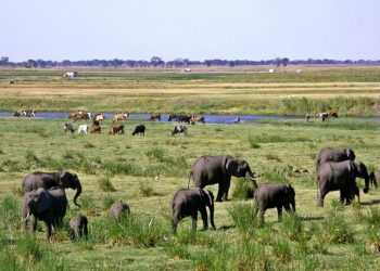 Conservation International and Peace Parks Foundation Commit USD $150 million to  Restore 20 Million Hectares Across African Grasslands, Savannahs and Bushlands 