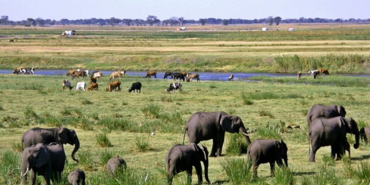 Conservation International and Peace Parks Foundation Commit USD $150 million to  Restore 20 Million Hectares Across African Grasslands, Savannahs and Bushlands 